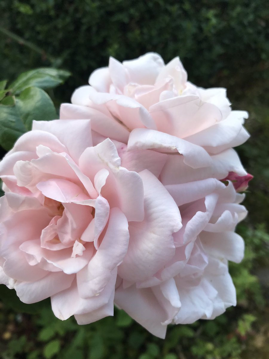 TheWorcsGarden's tweet photo. I wish I knew what🥰 #rose this is😢
Can any #GardenersOfTwitter help please? 🙏🏻
#RoseID #PlantID
#PinkRose #ClimbingRose #RamblingRose #FragrantRose https://t.co/f074LsAvTq