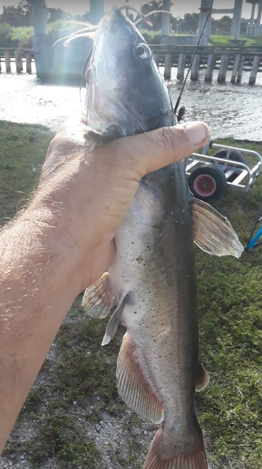 east_surf's tweet photo. ๐ฃ Florida Fishing Reports ๐ Week of 7-6-2020 #Florida #Eastcoast #Surffishing #Fishingreports #Fishing #Anglers #Fishreports https://t.co/Di9JuzFsRi https://t.co/evtYbCTEzO