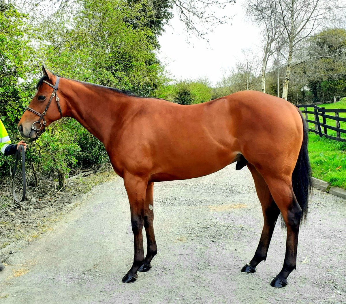 We <a href="/HarswellRacing/">Harswell thoroughbred racing</a> together with <a href="/FoulricePRacing/">Foulrice Park Racing</a> won at Musselburgh with How Bizarre well ridden @StottKevin and trained @liambailey9 next stop Hamilton on Sunday racing both Harswell Prince and Princess. Very exiting.