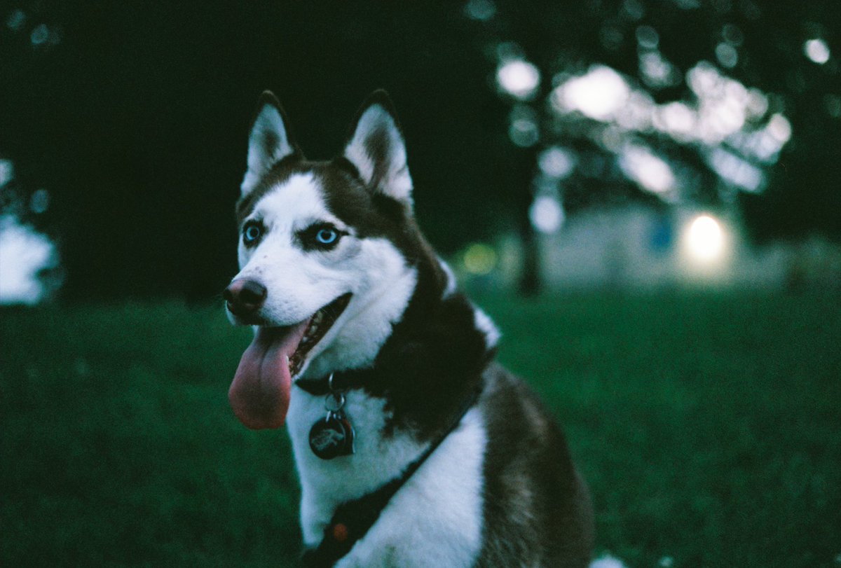 MFrazier95's tweet photo. Got a new 35mm camera 

(feat. my girl, Harley) https://t.co/cbbKte30rX