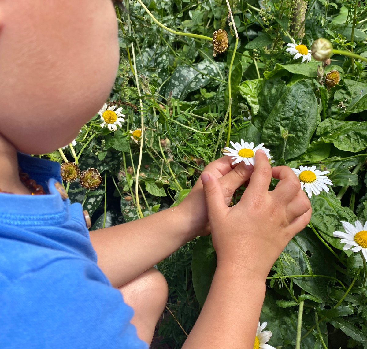 snapforchange's tweet photo. This is actually the sweetest thing ever.  Heart melting stuff. One of our gorgeous children going round the garden stroking flowers #childrennurturingnature #childrenwillsavetheworld #sustainablechildcare #snapforchange https://t.co/15CwaJjGei