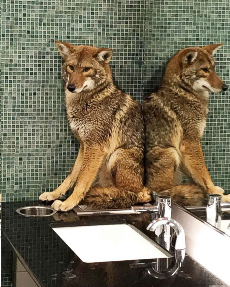 sheeplesnight's tweet photo. a picture of me trying to use a gendered bathroom https://t.co/pSIwhNw51q