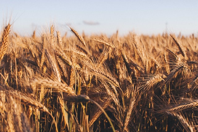 Quarterra's tweet photo. Did you hone your baking skills during lockdown? Check out this month's blog to learn more about #wheat, the commodity behind precious flour, and how this crop is produced and traded throughout the #Americas https://t.co/suy4dUf7Or https://t.co/mniJcuthFh