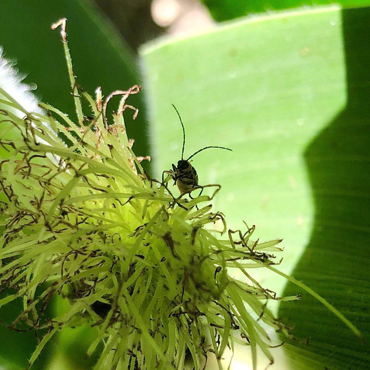 Quand les #chrysomèles du #maïs concurrencent les coiffeurs...c’est bon les soies. Risque d’épis lacunaires sur cette parcelle...😱🌽 <a href="/DEKALB_FR/">DEKALB-FieldView by Bayer France</a> #diabrotica