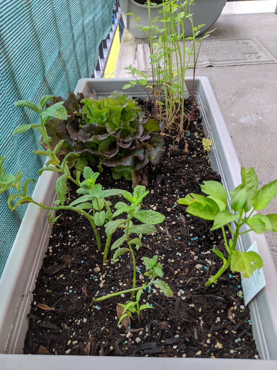 InsideGeotab's tweet photo. This summer, many of our #Geotabbers have been showing off their green thumbs. Take a look at what's growing in their gardens🌱 ⬇️
#GeotabGOesRemote https://t.co/2CmeyCb94c