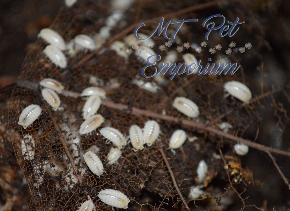 mtpetemporium's tweet photo. Dwarf whites are a must for any tropical bioactive tank. Dart frogs love to eat them. They make a great part of your clean up crew.
https://t.co/uG8nG6a7Ww
#isopods #isopod #woodlice #rolypoly #rollypoly #pillbug #crustacean #porcellio #Armadillidium #PorcellionidesPruinosus https://t.co/XoOLUTVoRb