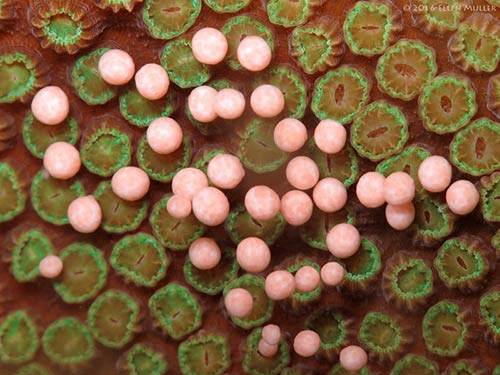 BonaireNews's tweet photo. The 2020 Coral Spawning predictions are ready for download.

https://t.co/x2bhKga6uN

#Bonaire #BonaireNature #BonaireCoralSpawning #CoralSpawning #Corals #BonaireDiving https://t.co/12Iv9Kr5wD