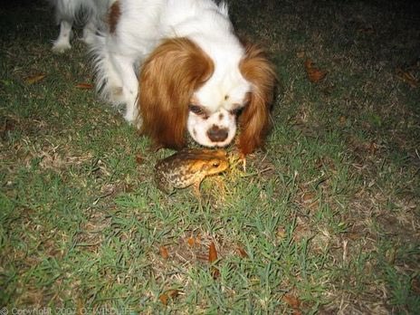 DungeonsNDating's tweet photo. So nice to see dogs getting along at the park https://t.co/D3TiPMXo75