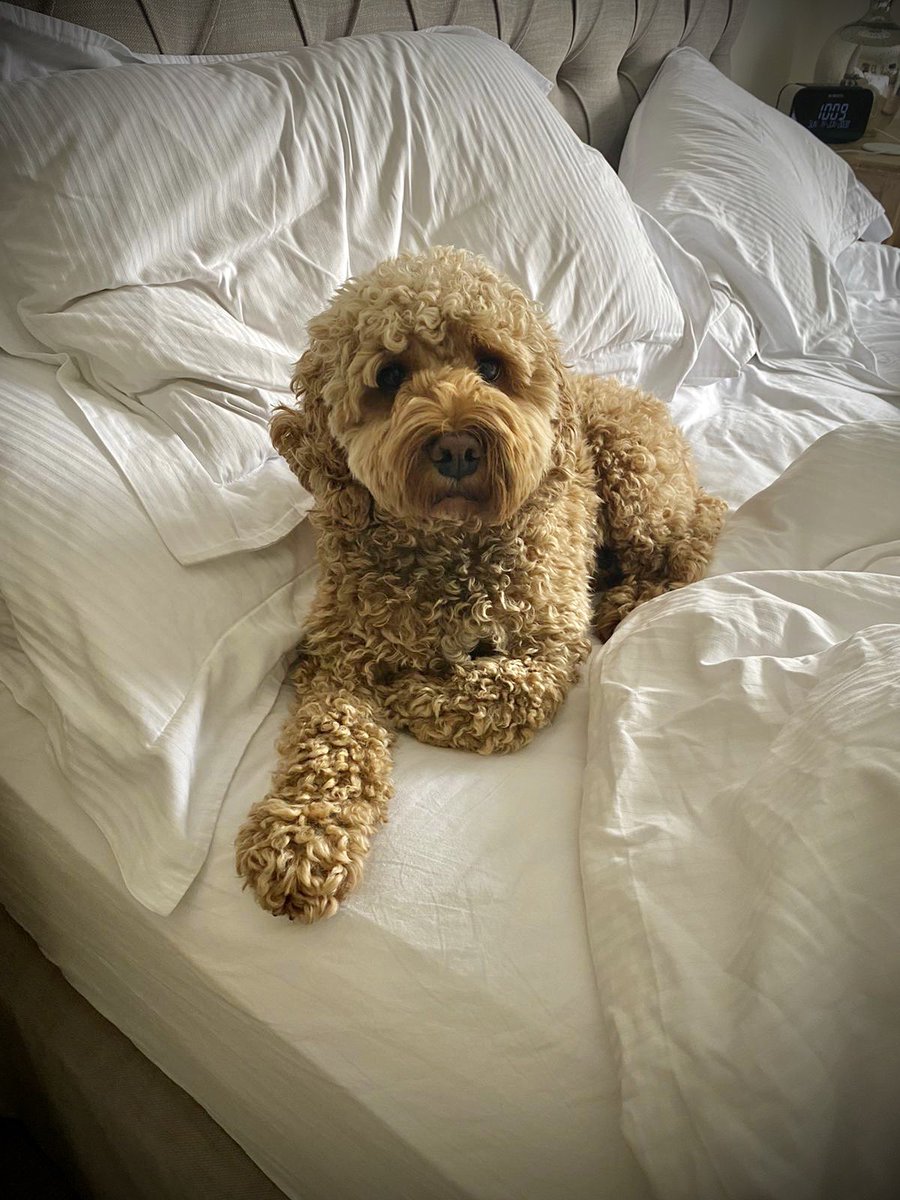 miathecockapoo tweet picture