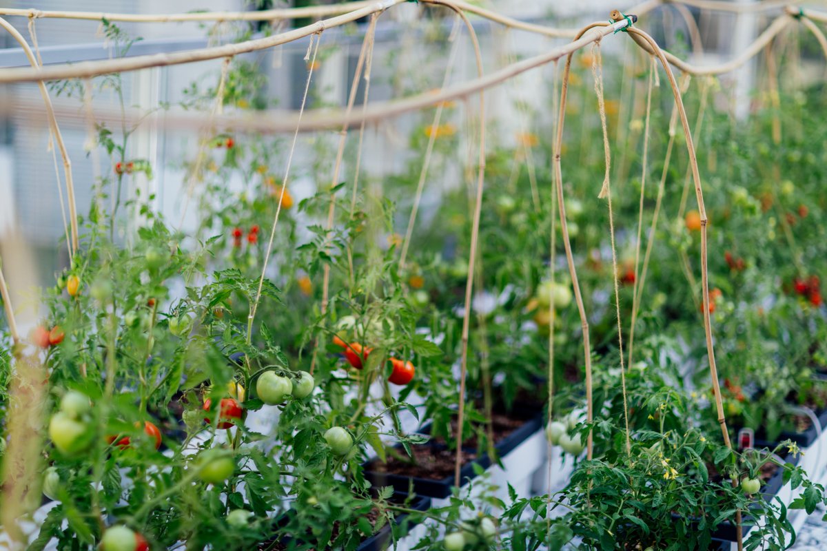 GroupePrevel's tweet image. Nous sommes fous d&apos;#agricultureurbaine! 
Un coup d’œil de la superficie cultivable de 3000 pi2 sur le toit du 21e arrondissement!
Vous souhaitez faire de même? Consultez cet article intéressant @IndexDesg pour les conseils de @microhabitatmtl : bit.ly/3294nQS
#Montreal