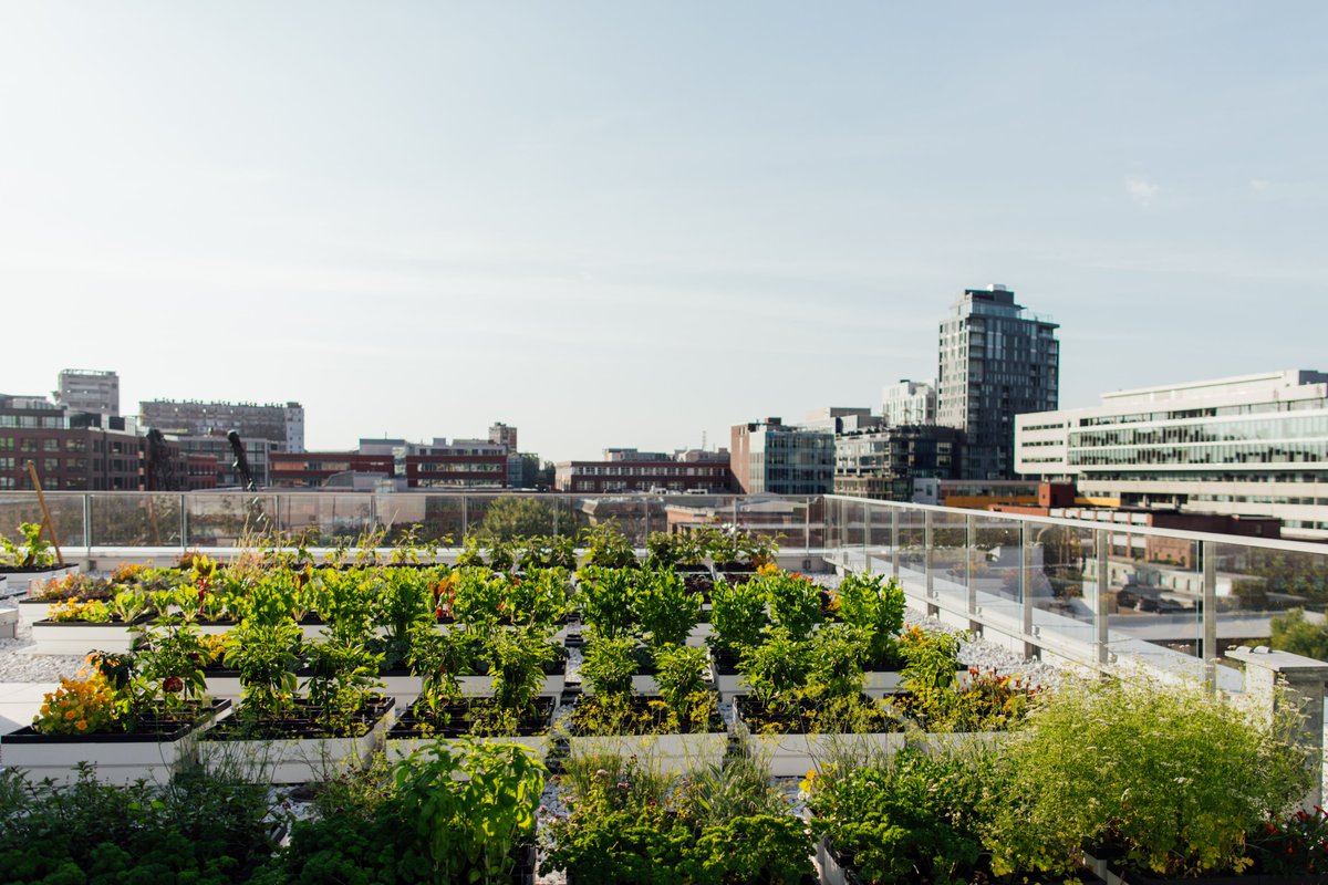 GroupePrevel's tweet image. Nous sommes fous d&apos;#agricultureurbaine! 
Un coup d’œil de la superficie cultivable de 3000 pi2 sur le toit du 21e arrondissement!
Vous souhaitez faire de même? Consultez cet article intéressant @IndexDesg pour les conseils de @microhabitatmtl : bit.ly/3294nQS
#Montreal