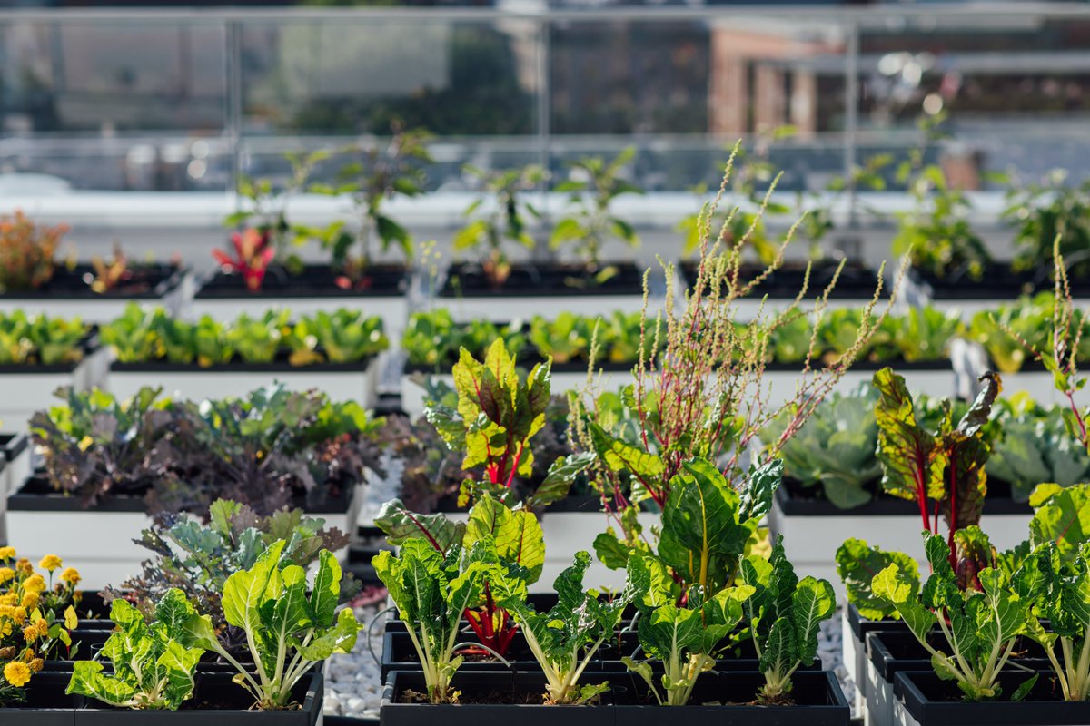 GroupePrevel's tweet image. Nous sommes fous d&apos;#agricultureurbaine! 
Un coup d’œil de la superficie cultivable de 3000 pi2 sur le toit du 21e arrondissement!
Vous souhaitez faire de même? Consultez cet article intéressant @IndexDesg pour les conseils de @microhabitatmtl : bit.ly/3294nQS
#Montreal