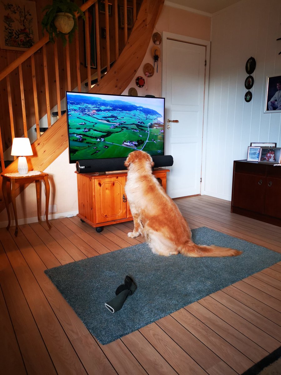 bjornvl's tweet photo. Selv hunden ser på #sommerbilen #nrksommer https://t.co/5O7PEQyPd2