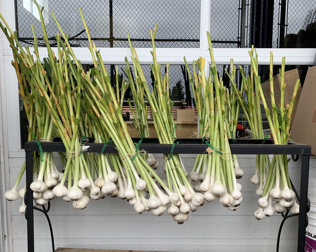 ⁦⁦⁦<a href="/sd61schools/">Greater Victoria School District</a>⁩ and a huge thanks to Laura-Lyn Helton, 190 heads of garlic were harvested at Colquitz Middle. Some to replant, many for students to eat in the salad bar next year (fingers crossed). Keep growing, Colquitz!