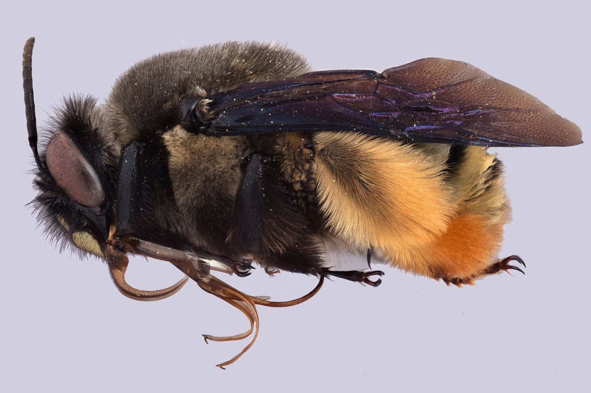 BeesYork's tweet photo. #FurryFriday: This beauty is Centris festiva (Apidae) - an appropriate name for a bee with such a happy looking colour pattern. Centris is a large genus of mostly oil collecting bees found only in the New World. There are ten subgenera. #dailybee https://t.co/FTHLoOhkiB
