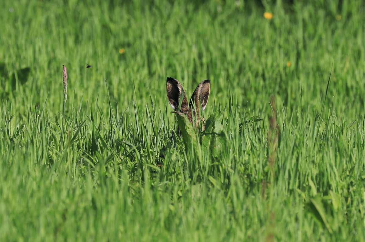 Blipfoto's tweet photo. It's Friday again and time for our 🏆 #BCsplash Showcase 🏆
This photo entitled, "Bugs Bunny ears!" is from #blipper springlilly in Northern Ireland. We hope this lovely capture gives you the same delight that it gave us.
#Blipfoto #SaveYourLife #OneDayAtaTime https://t.co/ULa66l6iLp