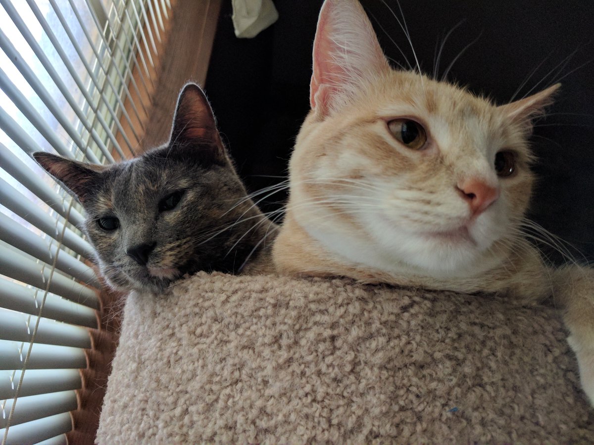 ThatAmy's tweet image. Your pets and what they’re named after (just pictures) ➡️