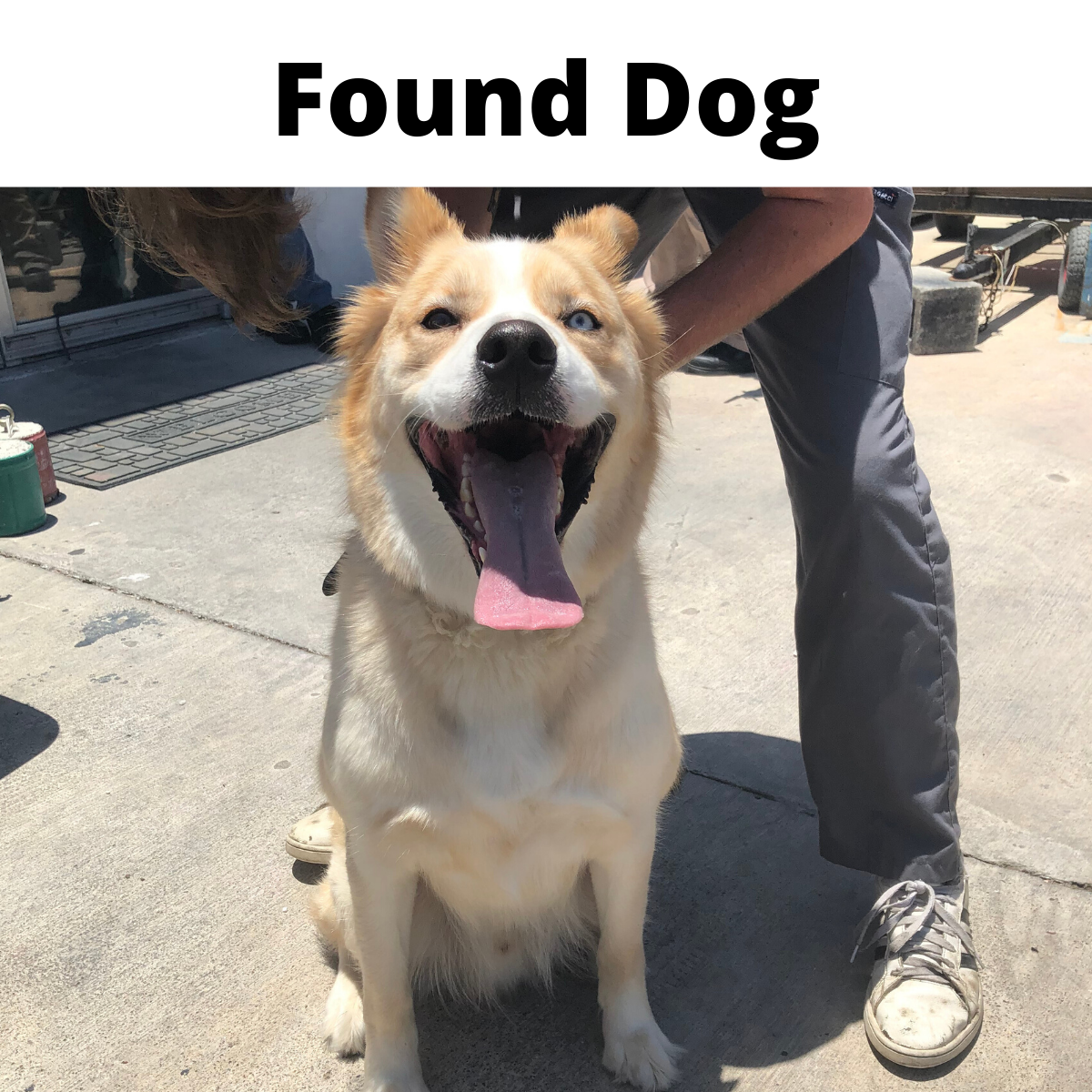 SPI_Friends's tweet photo. Found on East Gardenia near Motel 6. Had collar and leash on him. Please call Friends of Animal Rescue at 956-772-1171 if this is your dog. https://t.co/yEFZRptOci