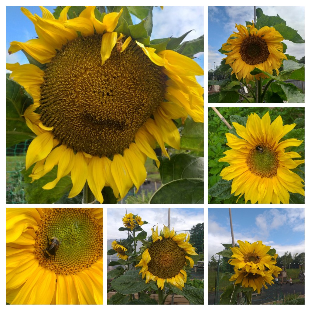 caz1040's tweet photo. How can these not make you smile 🌻 @Grange_Park @RHSSchools @GWandShows @garden4teachers @GWmag @TheMontyDon #sunflowers #bees https://t.co/hTzw5PW3cs