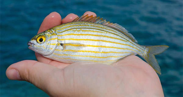 #FishFactFriday:  Salema porgy (Sarpa salpa) is a type of sea bream that causes hallucinations when eaten! The hallucinogenic nature of this fish is thought to be caused by a toxic phytoplankton that it eats