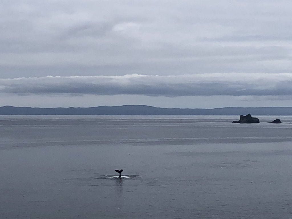 CarolynPike1's tweet photo. It was a ‘whaley’ busy morning watching the whales feed off #PiratesPath Point @townofhrgrace. Our bay is full of them! @NLtweets #humpbackwhales #FeedingTime #NL #Staycation2020 https://t.co/DtOhup6u27