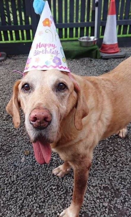 WoofWalkies's tweet photo. Happy 13th Birthday to our top dog Sam! After beating cancer and recovering from a partial jaw removal this year he definitely deserved to be spoilt today and we've had a blast!

#doggydaycare #woofwalkies #wrexham #northwales #dogsoftwitter #labrador #birthday #party https://t.co/oX47xPz5WA