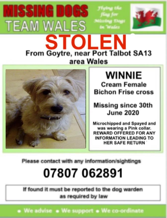 bs2510's tweet photo. WINNIE #FindWinnie
#Missing 30 Jun 2020 #Goytre #PortTalbot South #Wales SA13
#Stolen Disappeared after car heard pulling up
#Reward for the safe return
Female Adult Cream #BichonFrise X Spayed Microchipped
pink collar
https://t.co/Na5zcc8IoF
https://t.co/CcIpQTKvn1 https://t.co/iiXc2G3BPU