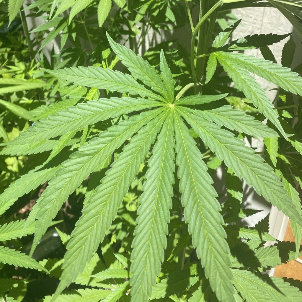 Mighty_Mota's tweet photo. An 11-leaflet on the Funky Zest soaking in some sunshine #GrowYourOwn https://t.co/kCXqYGFlMv