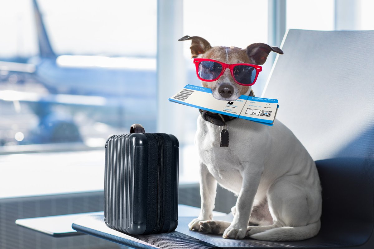 FlightDelayCom1's tweet photo. Did you know your pets can get a flight woofund too? 🐈🐕

Click ➡️  https://t.co/i05bEZa4bi or slide in our DMs!

#FlightClaim #FlightDelayRefund #DelayedFlightCompensation #CanceledFlightRefund https://t.co/MdMXJnpY98