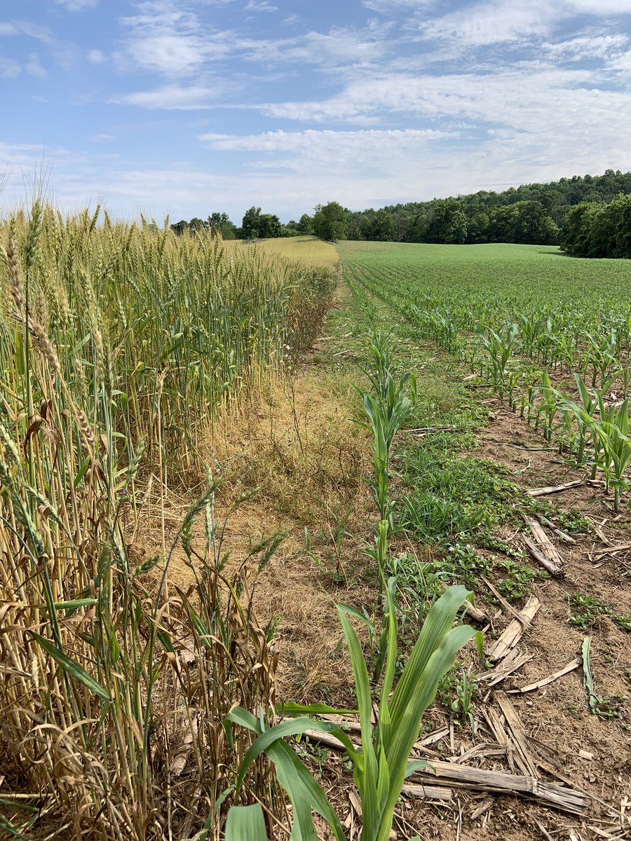 GrowHopeGlobly's tweet photo. Abundance! Great to see the Field of Hope Growing Project in Maryland growing. This year it will support farmers in Columbia in growing their own food. @ChoftheBrethren @mccorg @MarylandFarming @mdfarmtv @FrederickCOB @FrederickCoMD @frednewspost https://t.co/YqoQrAGFmJ