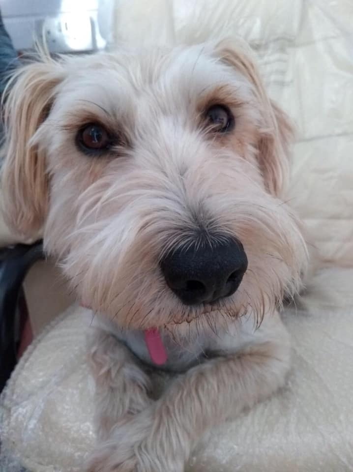 bs2510's tweet photo. WINNIE #FindWinnie
#Missing 30 Jun 2020 #Goytre #PortTalbot South #Wales SA13 #Stolen Disappeared after car heard pulling up
#Reward for the safe return Someone must know something
#BichonFrise Spayed Microchipped
https://t.co/Na5zcc8IoF
https://t.co/CcIpQTKvn1 https://t.co/e2CnSQsqW6