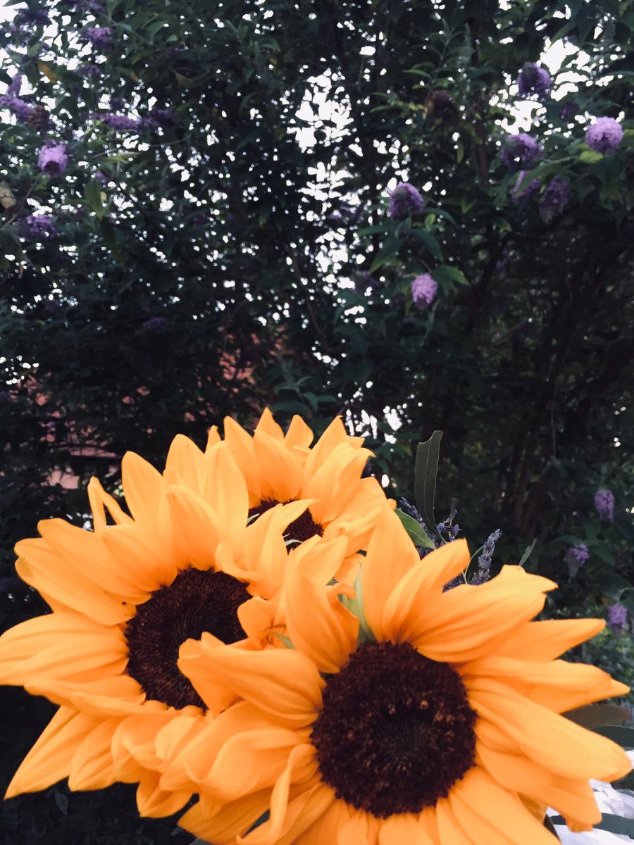 SarahRstz's tweet photo. Juste ma fleur préféré 🌻🌻🌻 https://t.co/FE9Ohp7Uqr