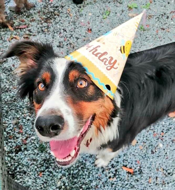 WoofWalkies's tweet photo. A few of Sam's mates celebrating his birthday today! 🎉

#woofwalkies #doggydaycare #wrexham #northwales #dogsoftwitter #dogdaycare #dogs #birthday https://t.co/TaSt2RwtE5