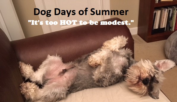 JudyBuch's tweet photo. My mini schnauzers always make me smile. And it's almost too hot to gather beta readers for my latest book. #mustread #cozymystery #books #authorlife  #bookaholic https://t.co/3h21RbRMB2
