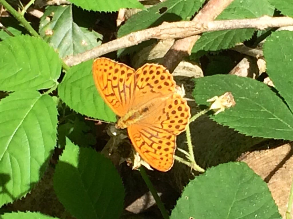 Nature Ninja tweet media