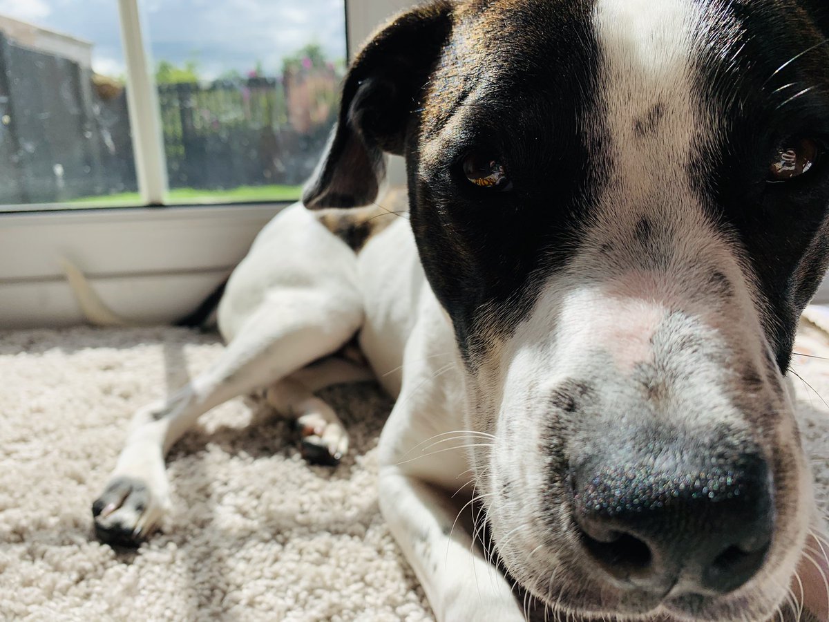 JACaie's tweet photo. Obi the sun worshipper taking #goldenhour very seriously. #rescueismyfavouritebreed @EdinDogCatHome https://t.co/mlTXJFloKq