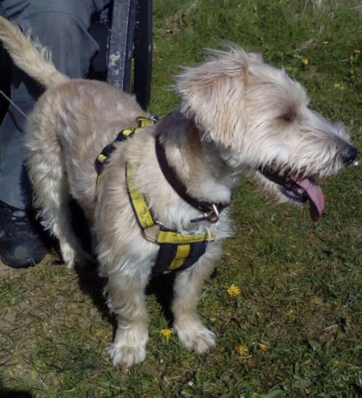 colliesontherun's tweet photo. #findWinnie TWITTERSTORM
LETS GET THIS LITTLE GIRL HOME
#pettheft is cruel WALES 🏴 30/6/20 SHE WAS TAKEN.....☹️
https://t.co/RD7eLSPDQf
@nikkidawn00 @RachaelB100 @gelert01 @ChrstinaKelly @bs2510 @MissingPetsGB @KarenFi51820768 @Kazzy525 @Eloquencealways @HunnyJax @mazzy1412 https://t.co/PaA71sOO0S