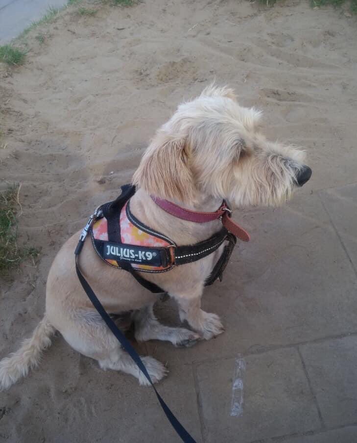 colliesontherun's tweet photo. #findWinnie TWITTERSTORM
LETS GET THIS LITTLE GIRL HOME
#pettheft is cruel WALES 🏴 30/6/20 SHE WAS TAKEN.....☹️
https://t.co/RD7eLSPDQf
@nikkidawn00 @RachaelB100 @gelert01 @ChrstinaKelly @bs2510 @MissingPetsGB @KarenFi51820768 @Kazzy525 @Eloquencealways @HunnyJax @mazzy1412 https://t.co/PaA71sOO0S