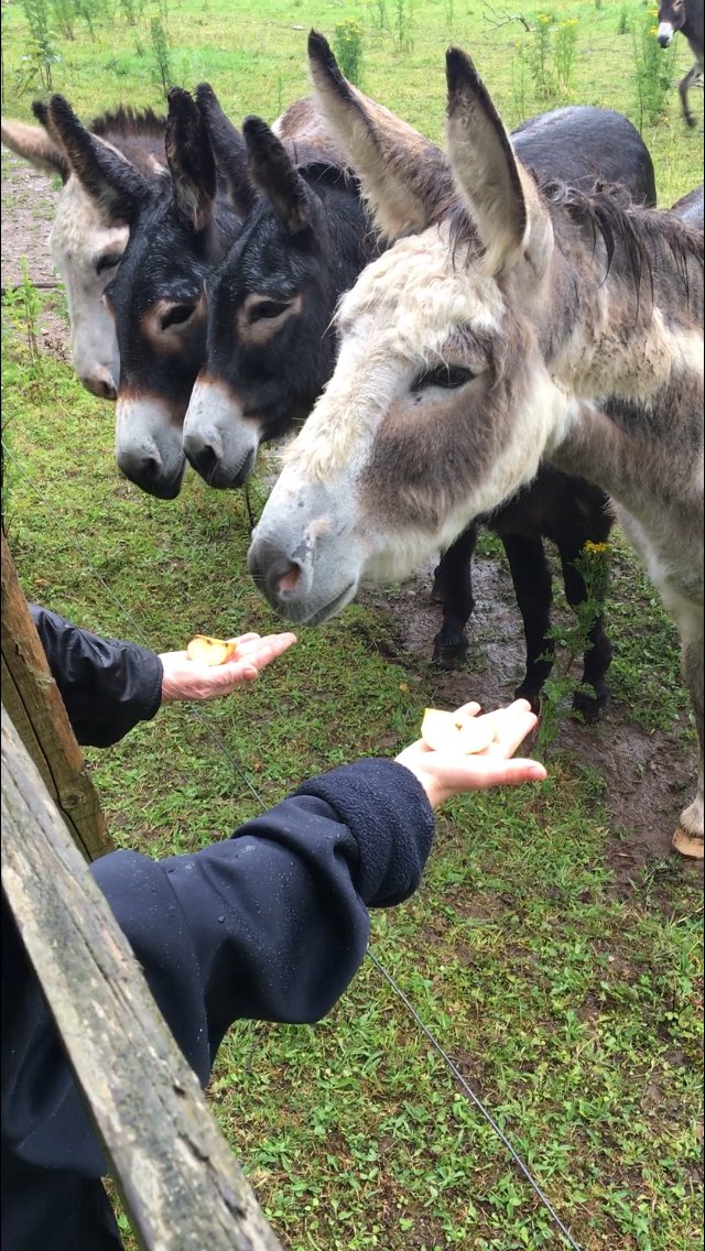 Deborah Hickey 🐝 tweet media