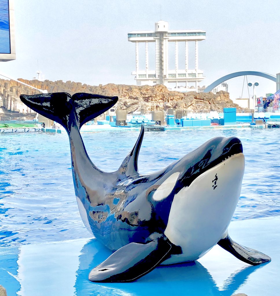 グッチ シャチと言えば真っ先に七つの海のティコ 昔のアニメ作品 思い出します