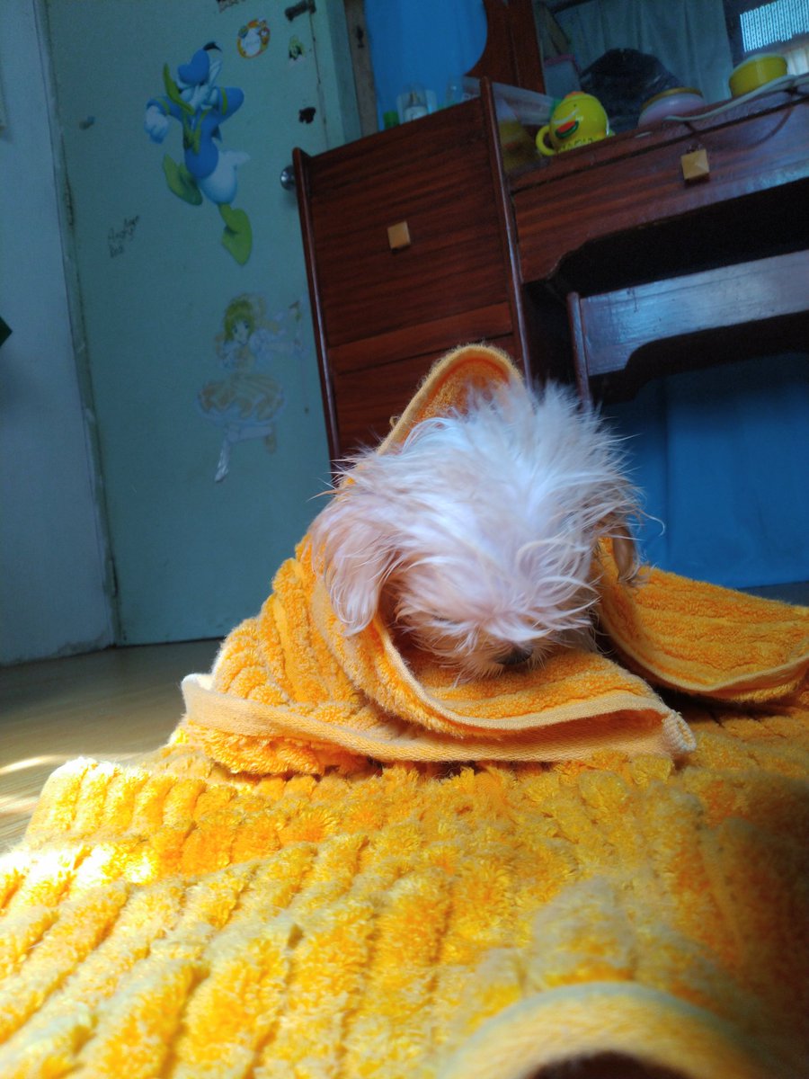 marionalexndra's tweet photo. After bath time photoshoot. Noice https://t.co/Ruk1LOBTld