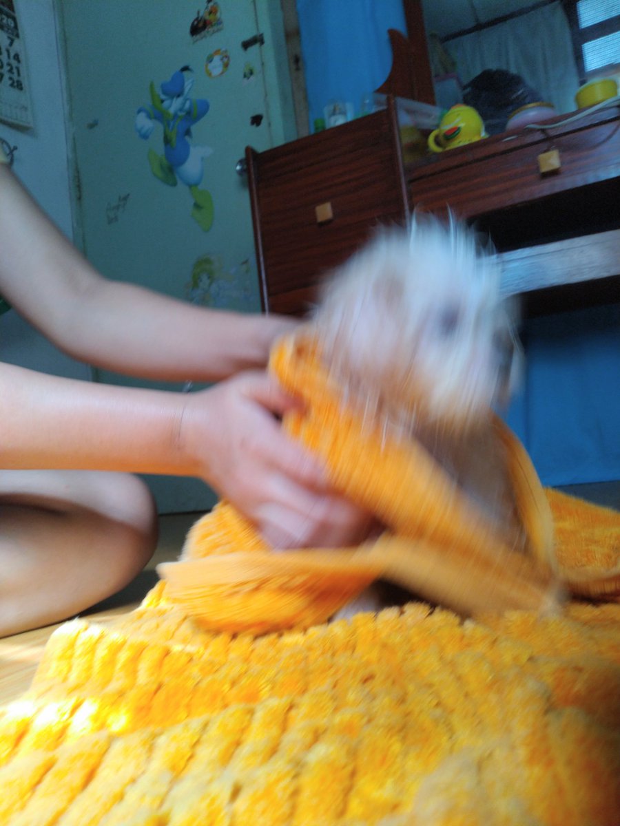 marionalexndra's tweet photo. After bath time photoshoot. Noice https://t.co/Ruk1LOBTld