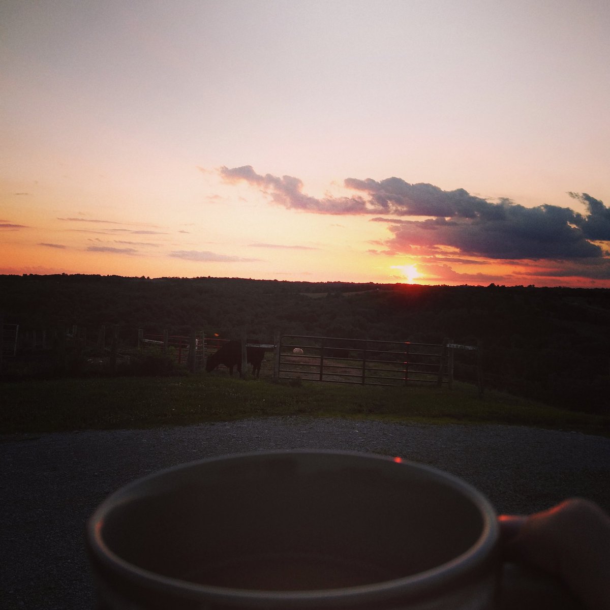 Just cows, coffee, and sunsets ❤️