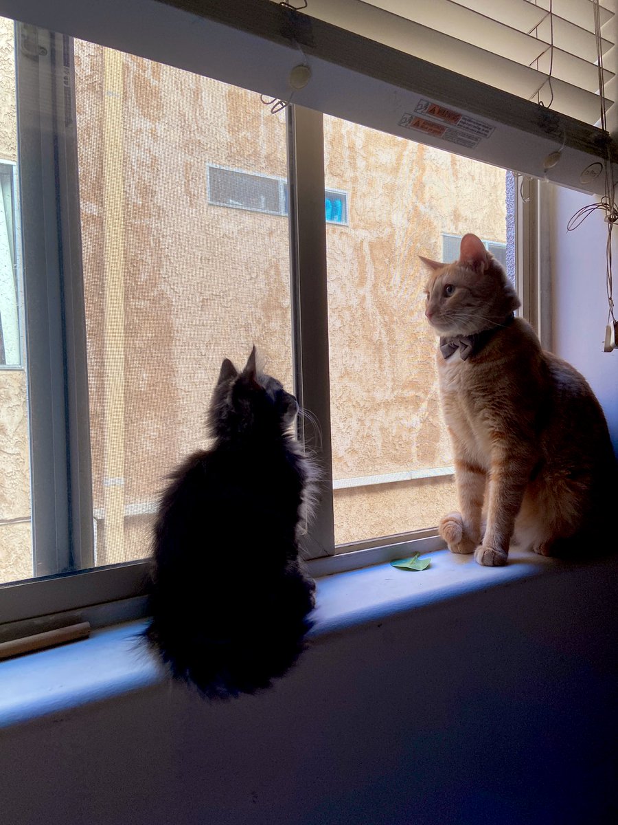 Two window kitties