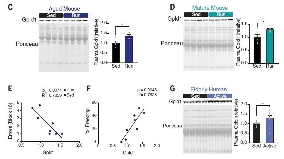 This conclusion is derived from many weak evidence (marginal p-value). Some western blots aren't visually significant. I am most concerned about the human Gpld1 stats (p = 0.03-4). There is a large variation in exercise group. I doubt if knowledge can be translated to human.