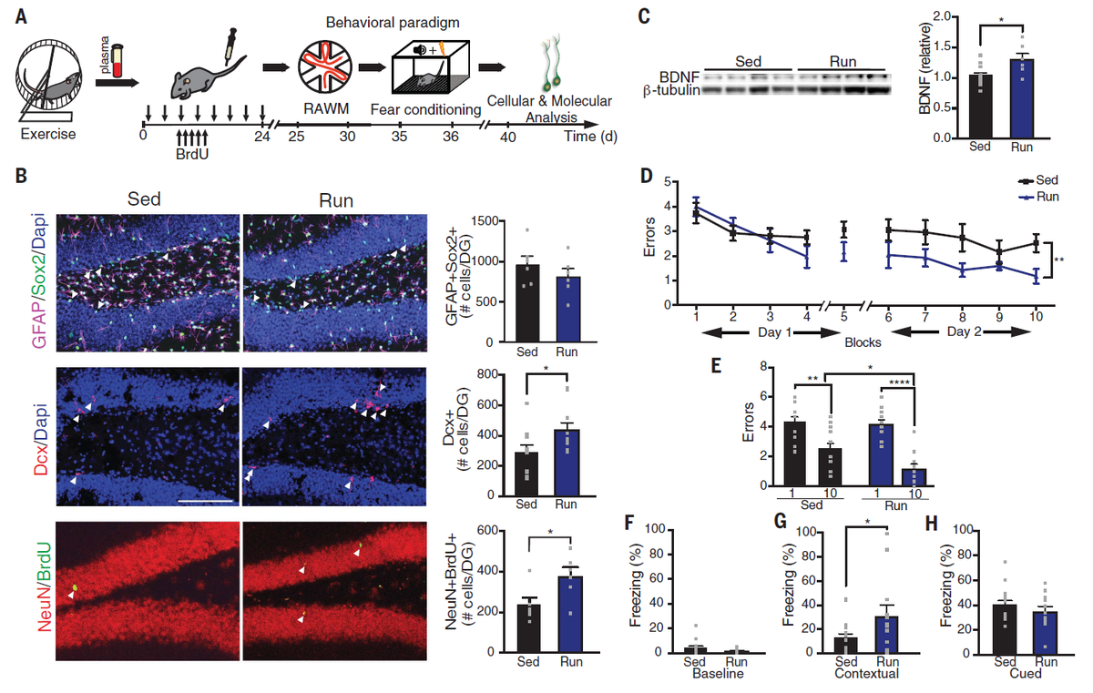 This conclusion is derived from many weak evidence (marginal p-value). Some western blots aren't visually significant. I am most concerned about the human Gpld1 stats (p = 0.03-4). There is a large variation in exercise group. I doubt if knowledge can be translated to human.