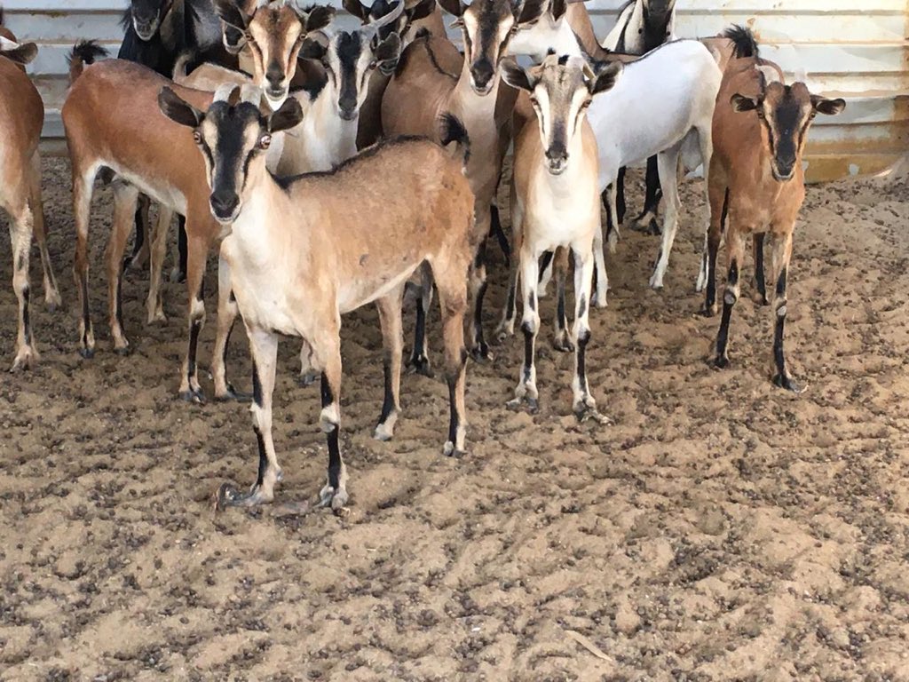 ا 8 بين سديس وتامه
3 بين جذعه وثنيه
1 فحل
2 تيوس مشاريع

للتواصل
0556269181