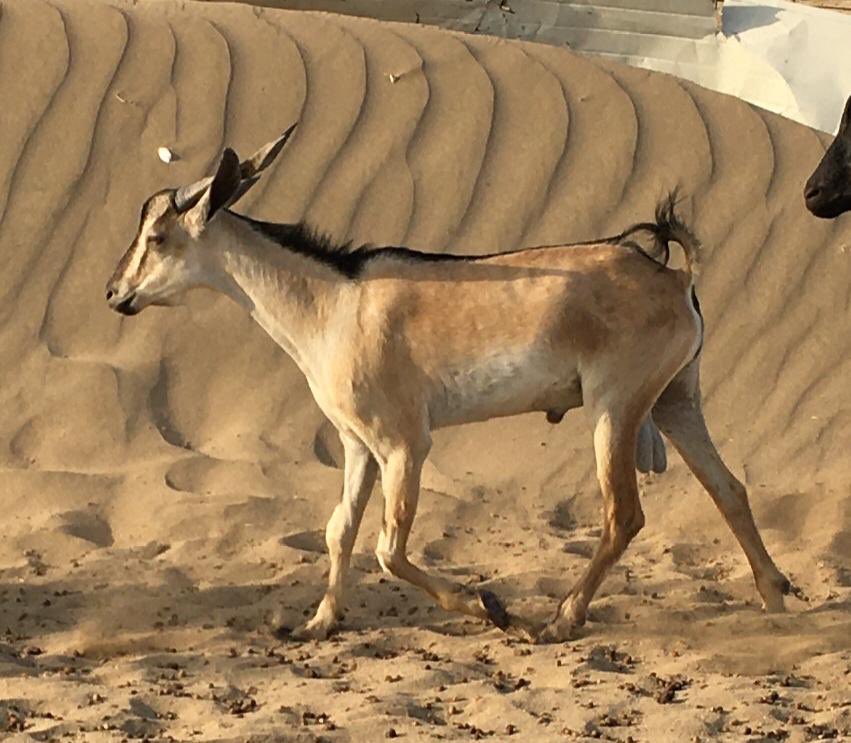 8 بين سديس وتامه
3 بين جذعه وثنيه
1 فحل
2 تيوس مشاريع

للتواصل
0556269181