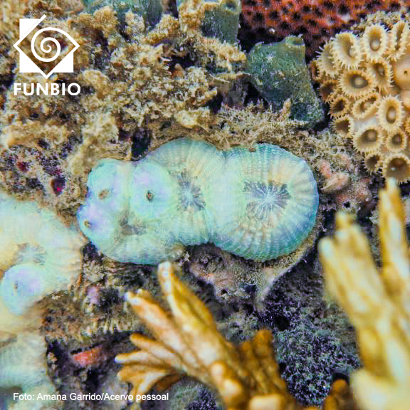 funbio's tweet photo. Conheça o primeiro estudo sobre o branqueamento de corais no estado do Rio, feito pela nossa bolsista Amana Garrido, que constatou a morte em 15% das colônias estudadas, mas também a rápida recuperação dos animais sobreviventes. Confira aqui: https://t.co/EfIQlrca9n https://t.co/jebdPUG2kf