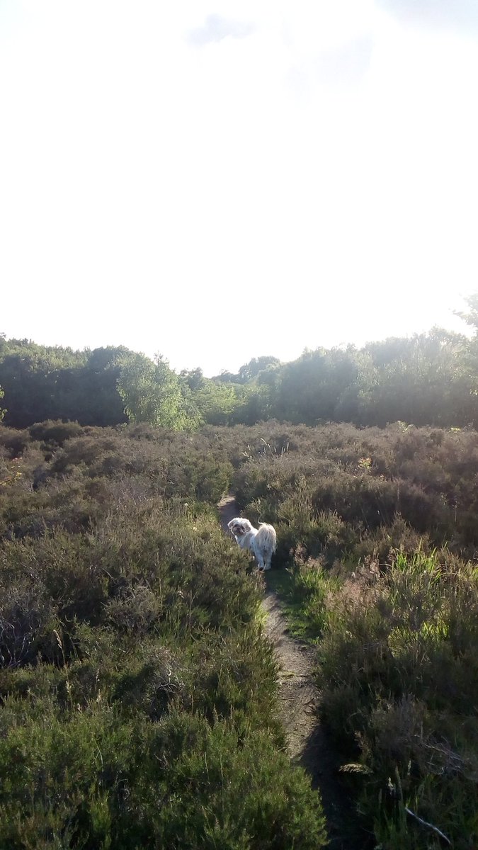 natalievaness15's tweet photo. A bootiful evenin woz had ☀️ 🌄🙌 So glad to see da back of dat rotten rain for a few dayz 🐾👊
#TallulahOnTheMoor 🐾🐾 https://t.co/duPd1ZiAoM